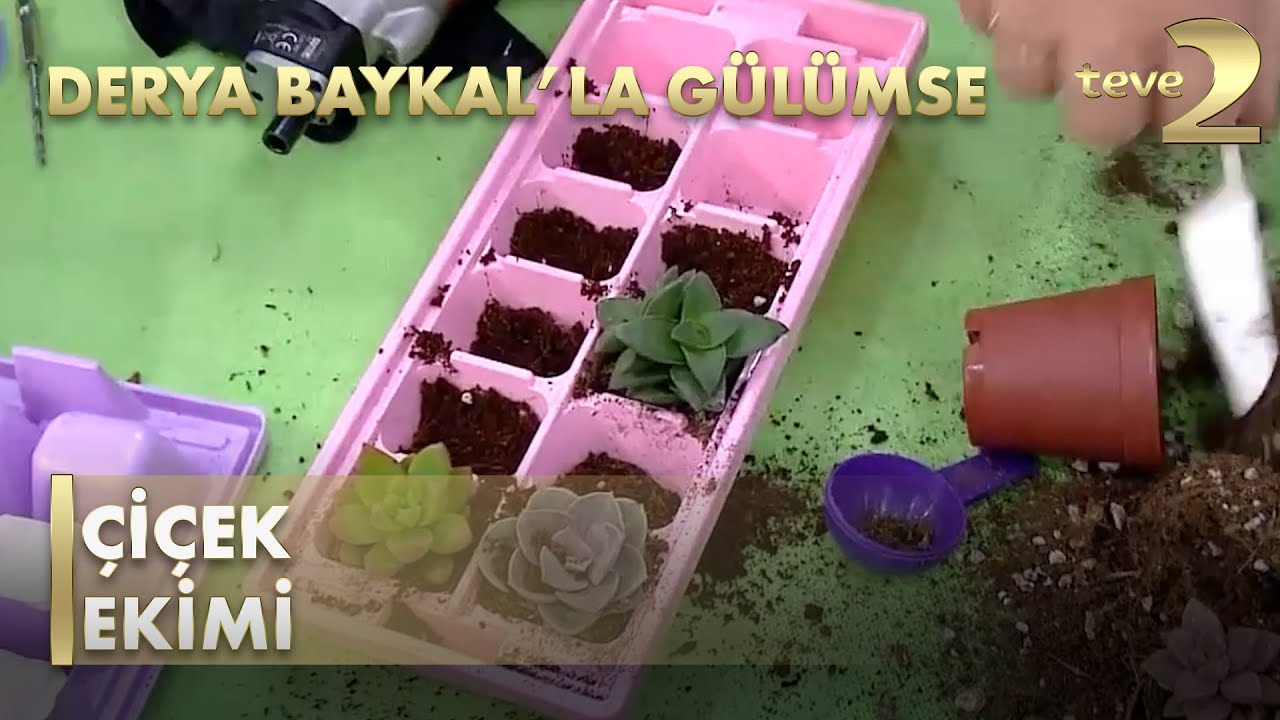 Derya Baykal'la Gülümse: Saksı Bakımı