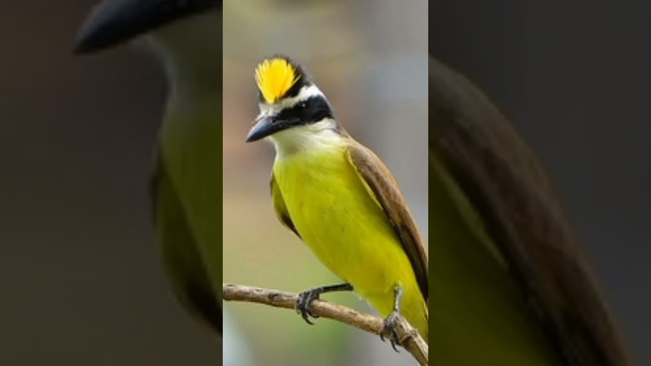 Canto de Bem-te-vi