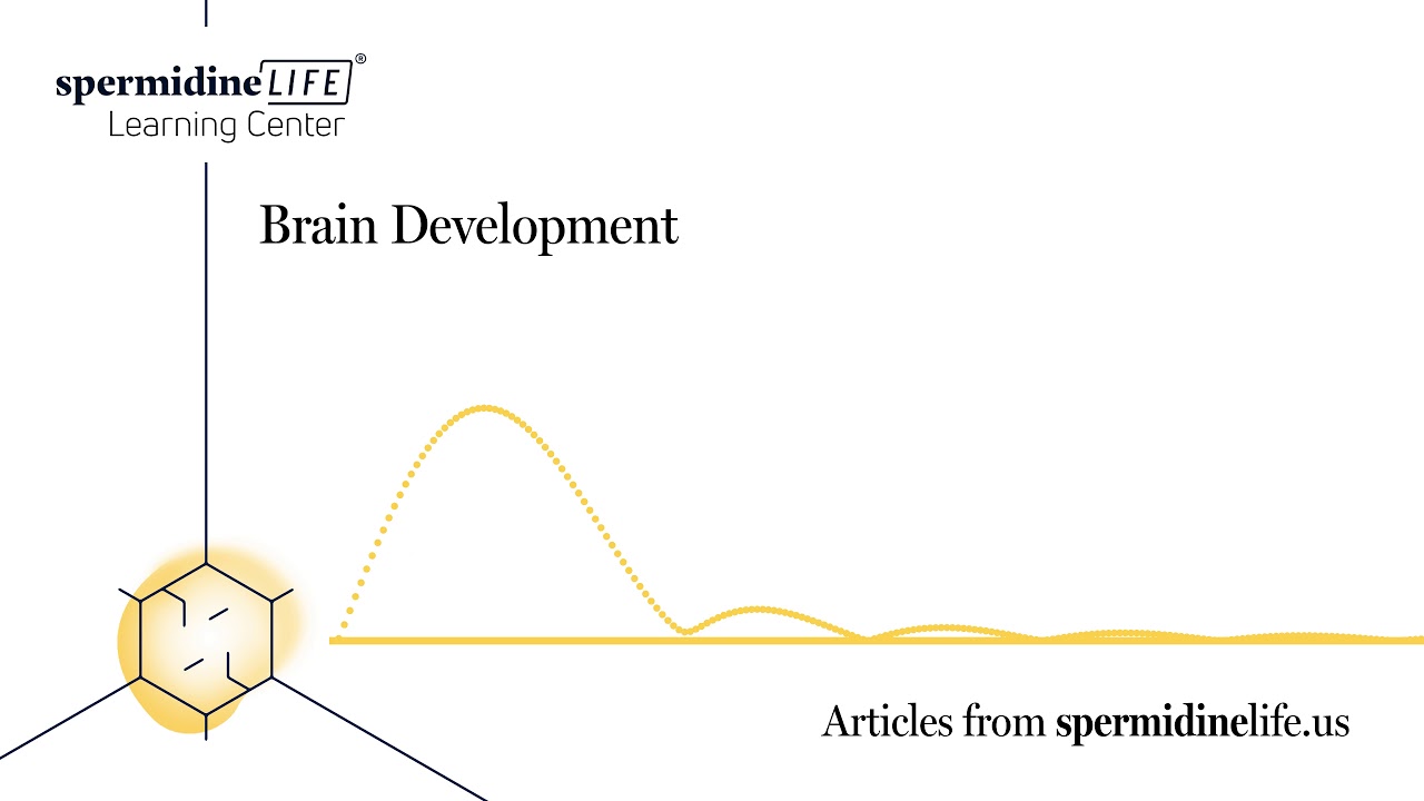 What is Brain Development? | Tips for Brain Development