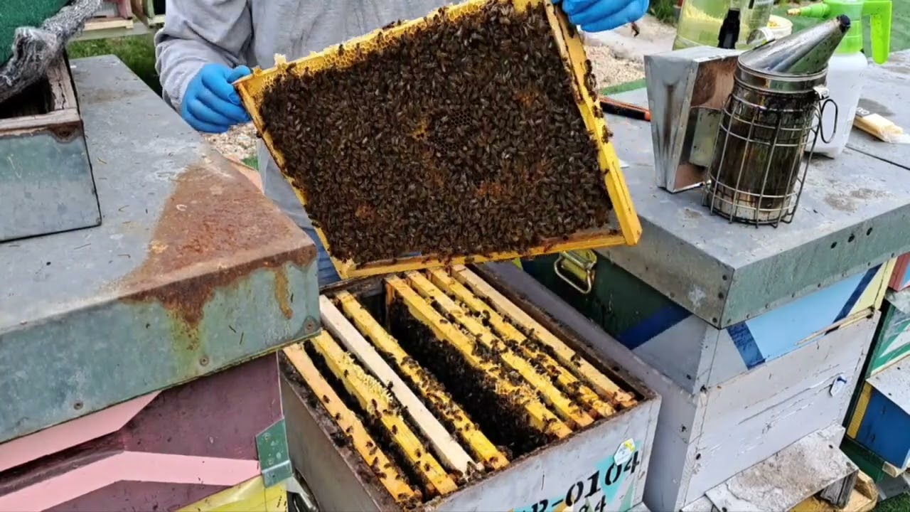 Apicultura de zi cu zi: primul tratament de primăvară 🐝🐝🐝