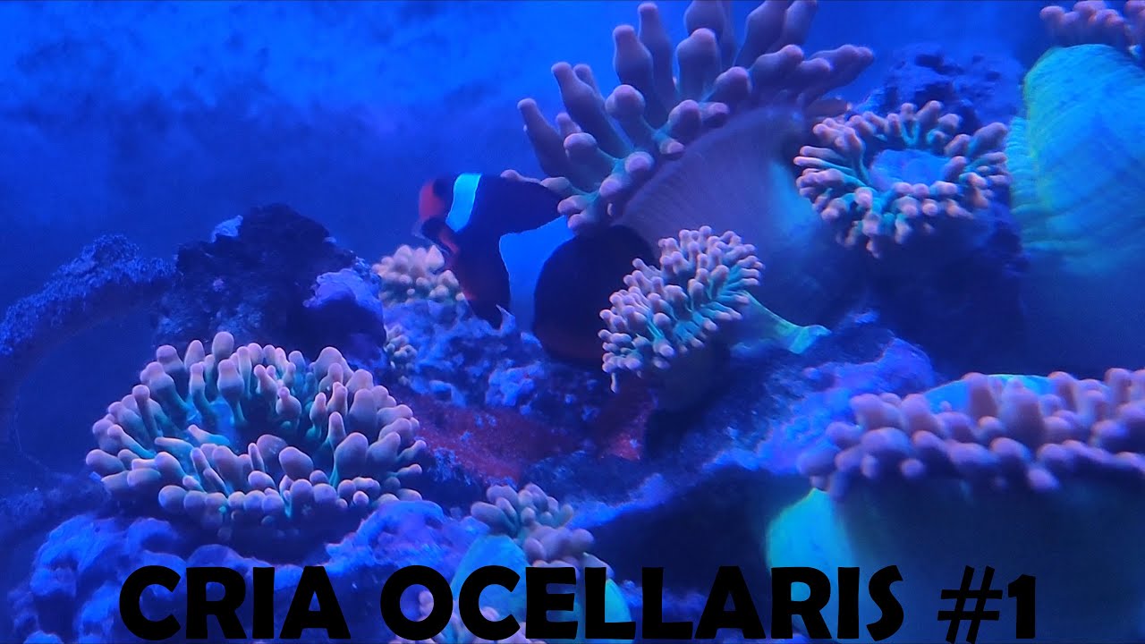 Cria Ocellaris (NEMOS) #1