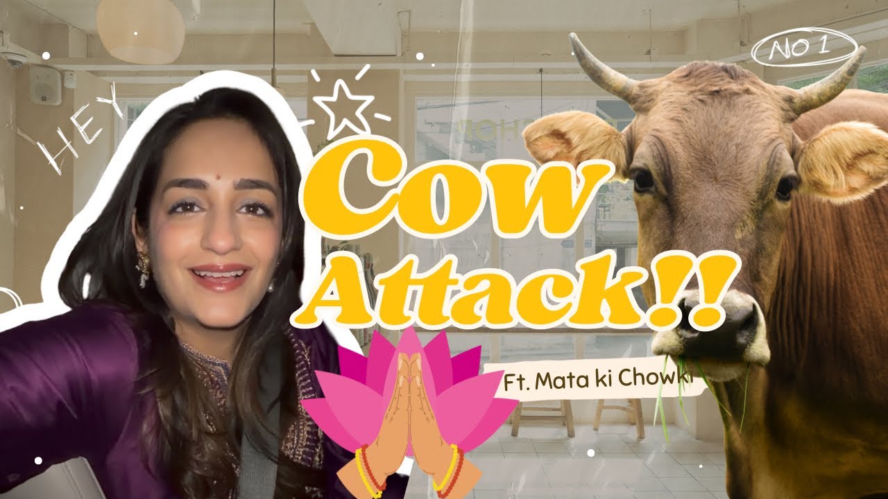 We were attacked by a COW 😳| real life chaos 💁🏻‍♀️🫣