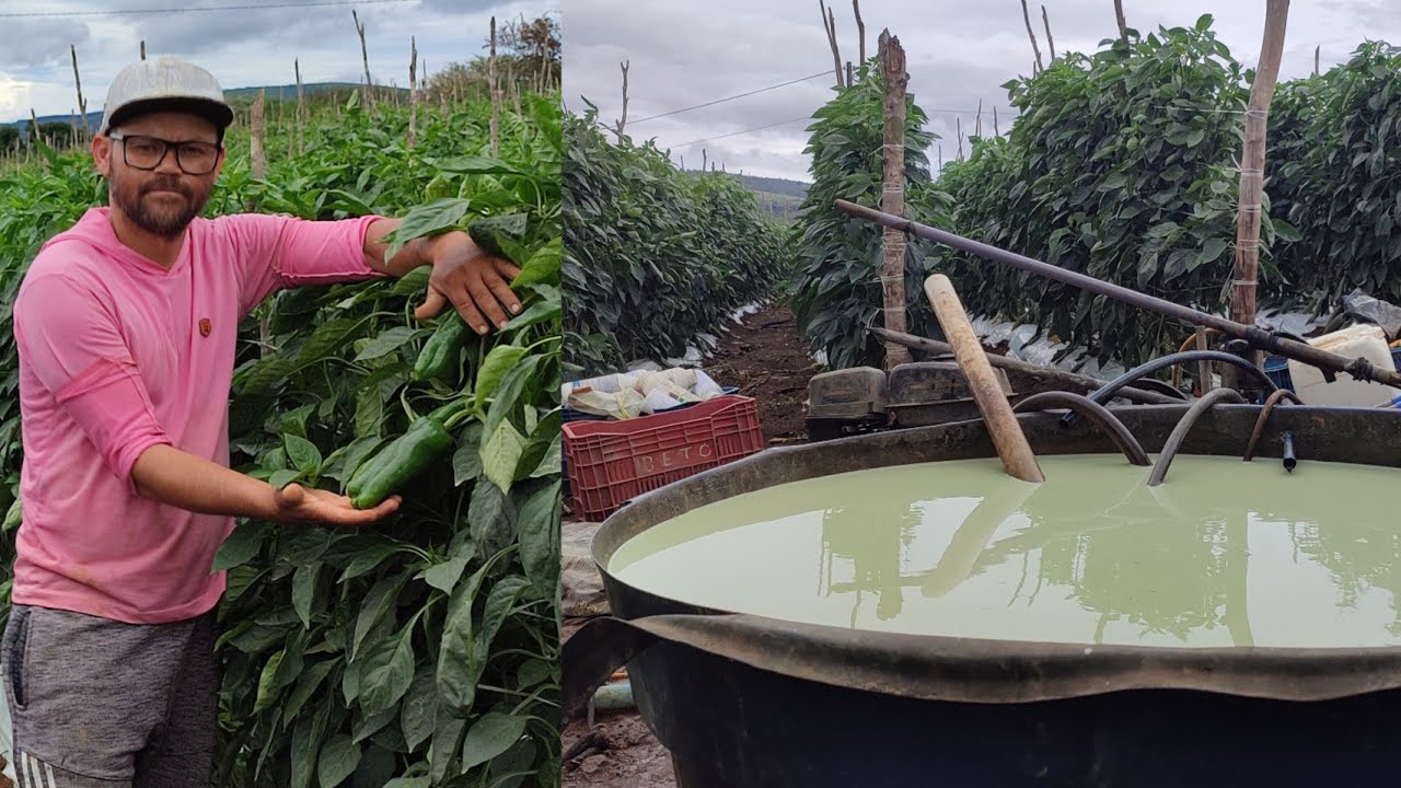 Como acabar com  podridão mole  em sua plantação