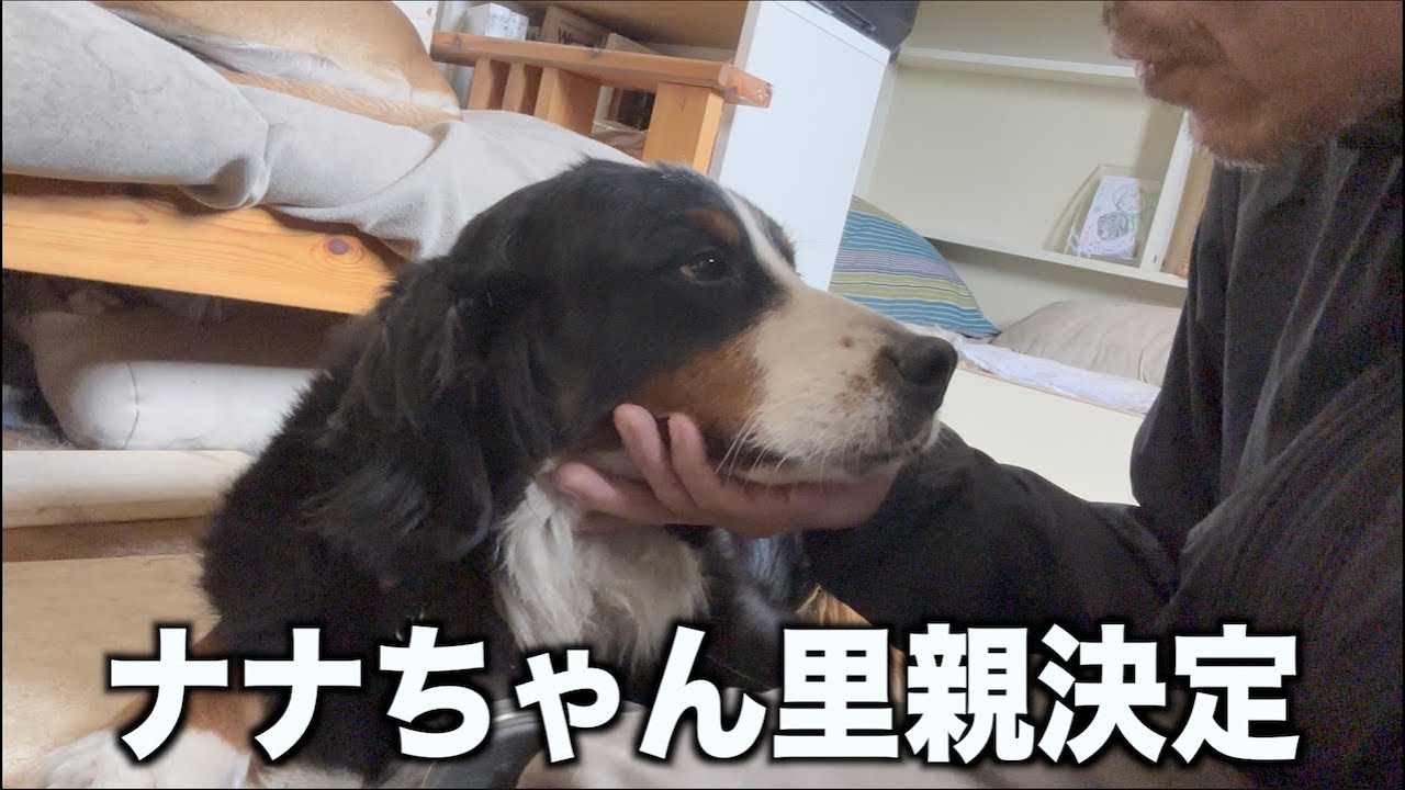 ナナちゃん里親さん決定！