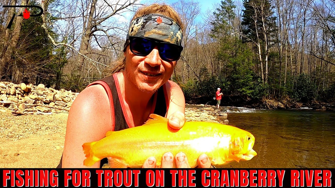 Trout Fishing the Cranberry River