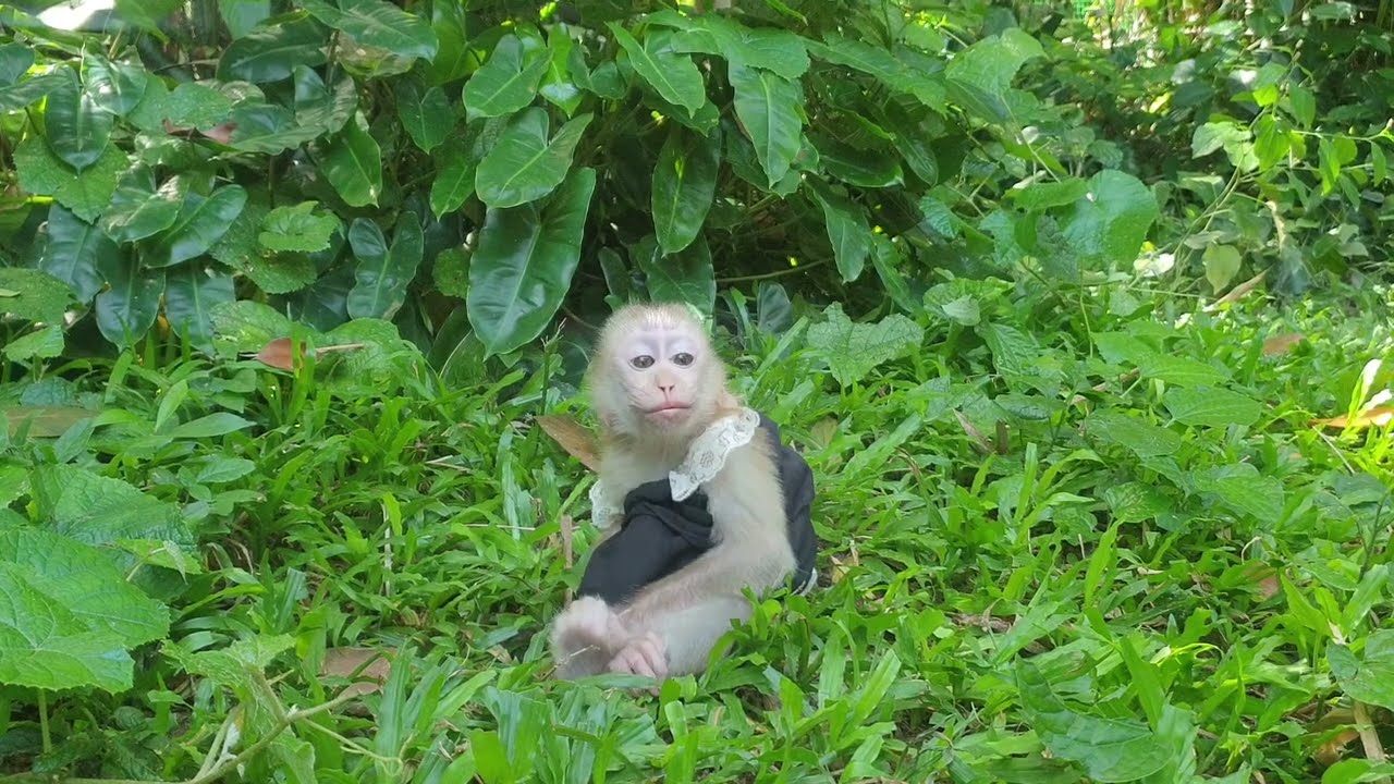 Lovely baby monkey Yoya waiting mom for bathing