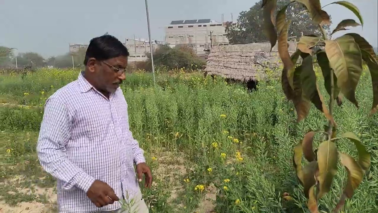 Peele sarson ki kheti#Peele sarson ki fasal#viralvideo #youtube #trending #farming 