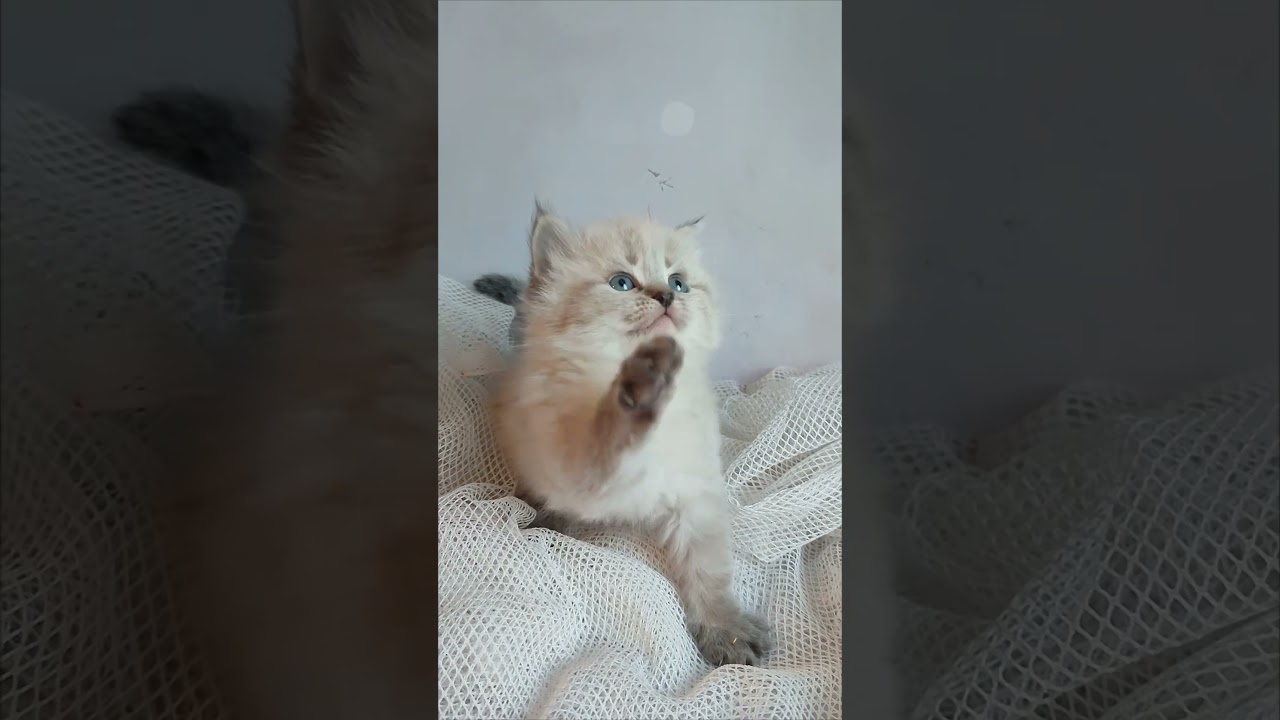 Ursula Seal Tabby Point Siberian Female Kitten Available Now | Purebred Kitties