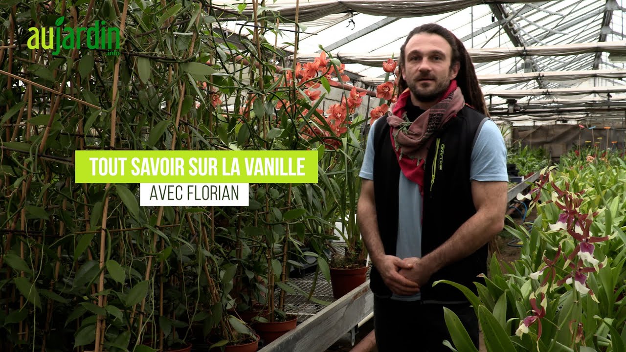 La VANILLE, une ORCHIDÉE GRIMPANTE au charme surprenant - Conseils de CULTURE et ENTRETIEN