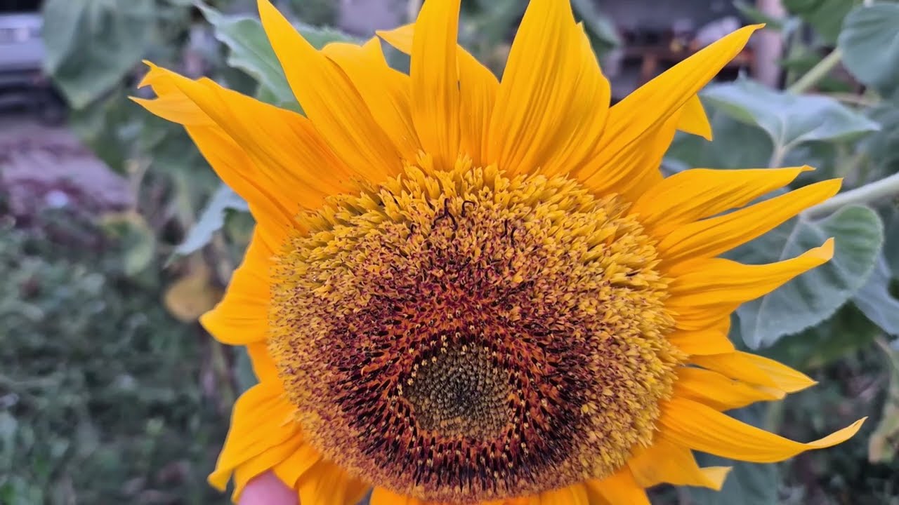 Когда сеют подсолнухи?