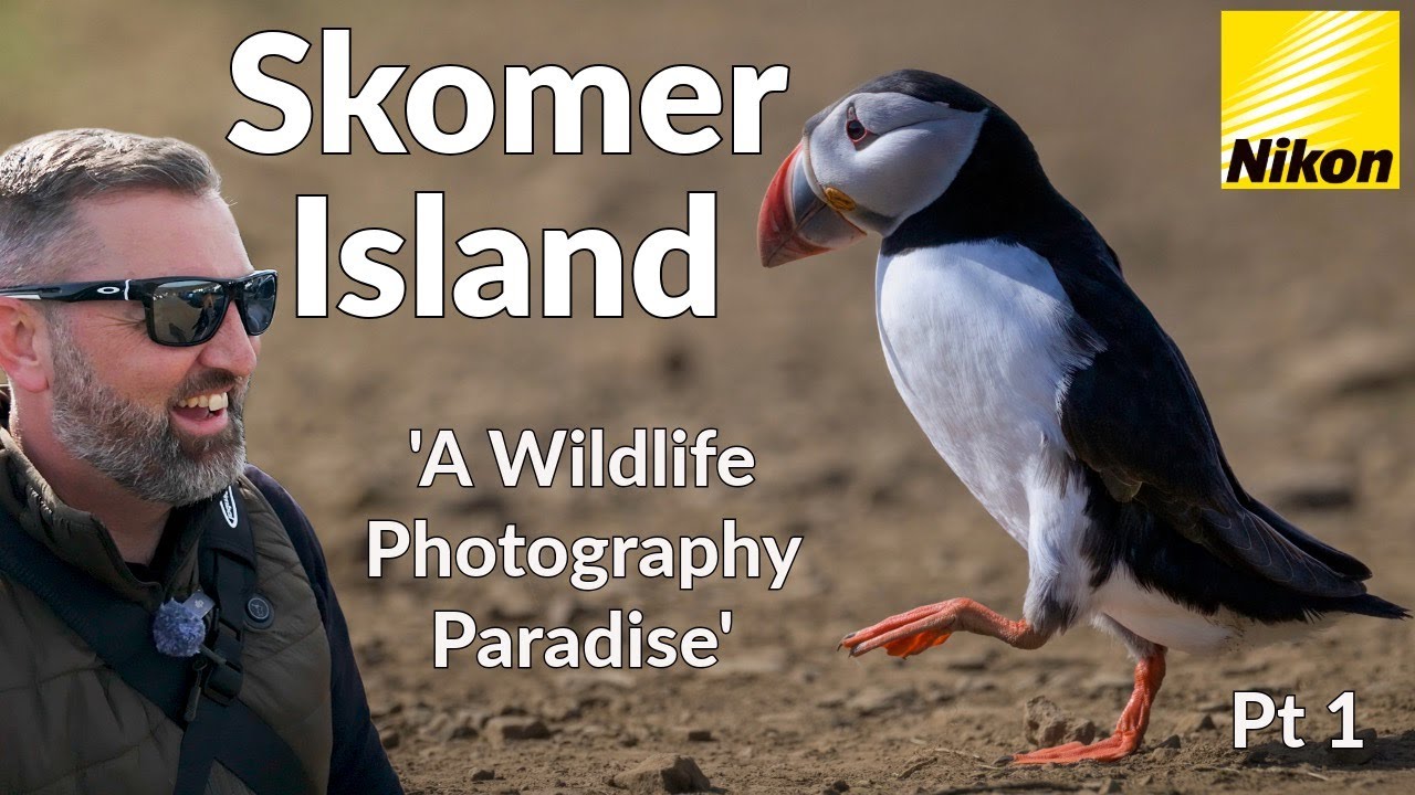 Wildlife Photography on Skomer Island Part 1