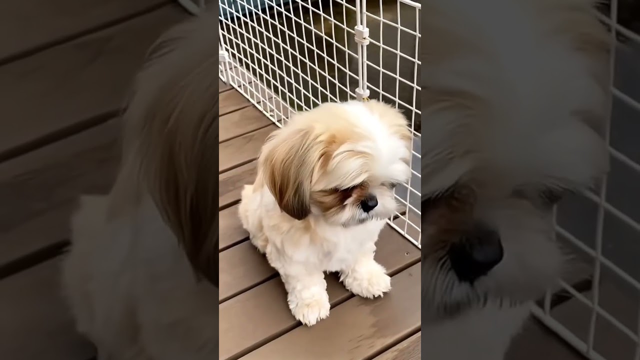 cute dog sound 😀🤩