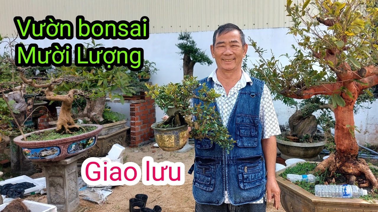 Thăm vườn bonsai chú Mười Lượng, Tây Sơn, Gia Lai, ĐT:0326161742