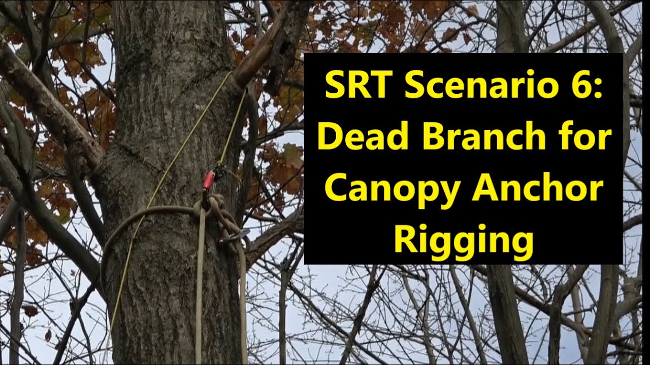 SRT #6: Dead Branch for Canopy Anchor Houdini Rigging