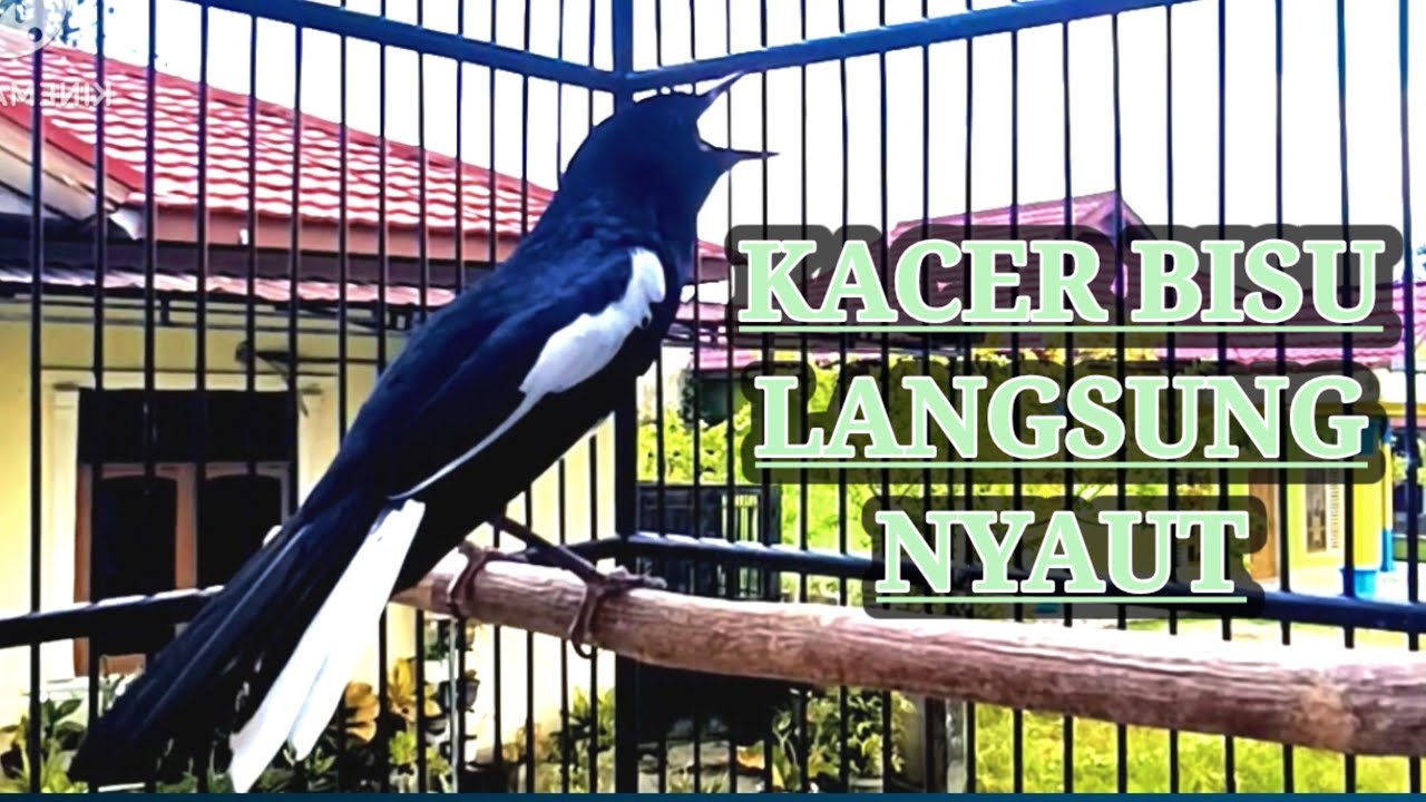 PANCINGAN BURUNG KACER cocok buat kacer bisu kacer macet bunyi kacer stres LANGSUNG NYAUT.!!!