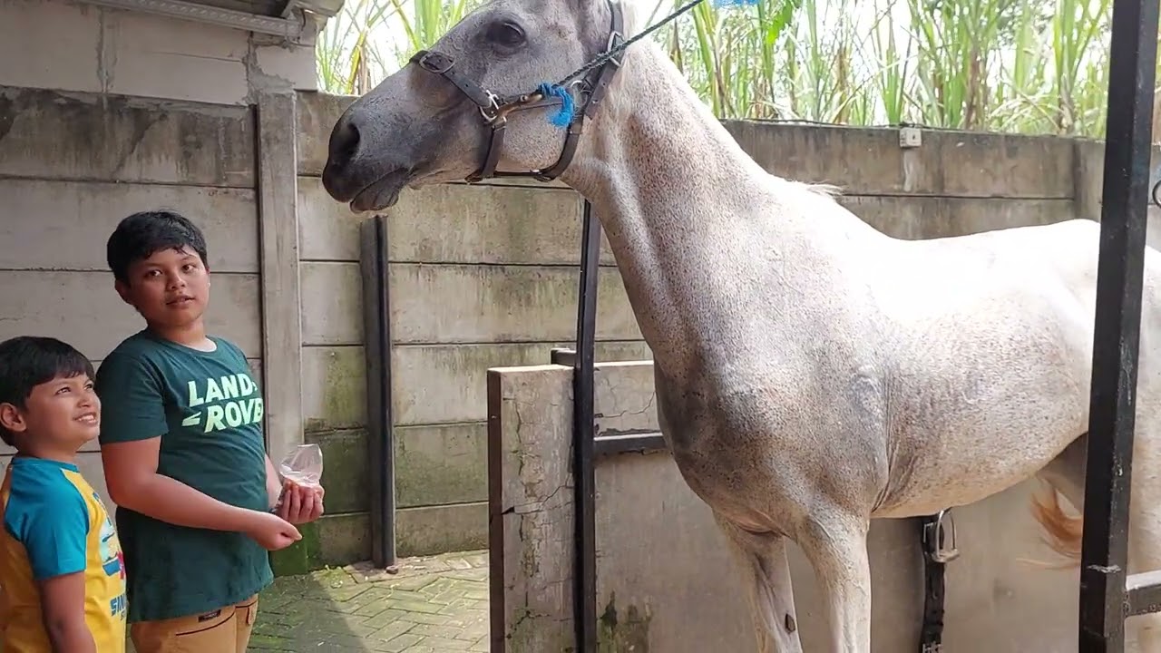 Feeding time, Habibi dan Hanan memberi makan kuda di kandang kuda Forest Cafe Pakis Malang