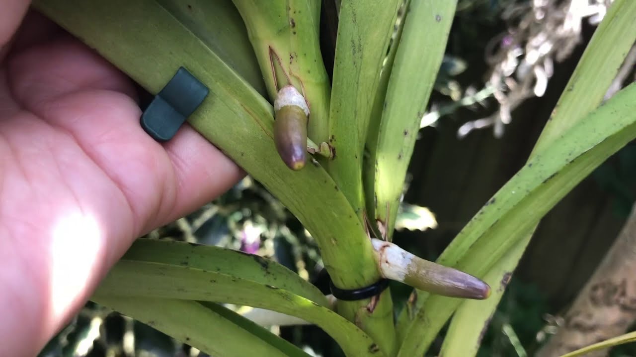 Ванды на улице при низких температурах