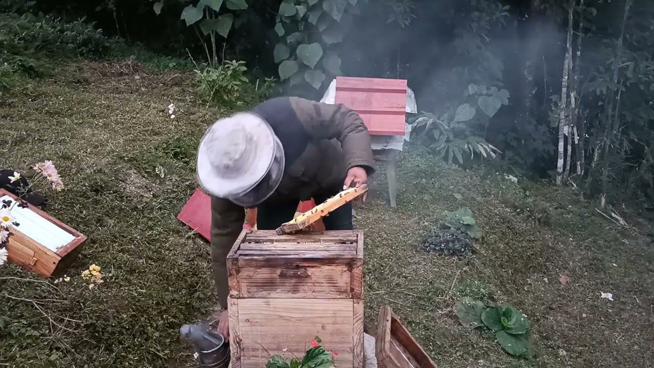 1st December 2025 Honey harvesting 