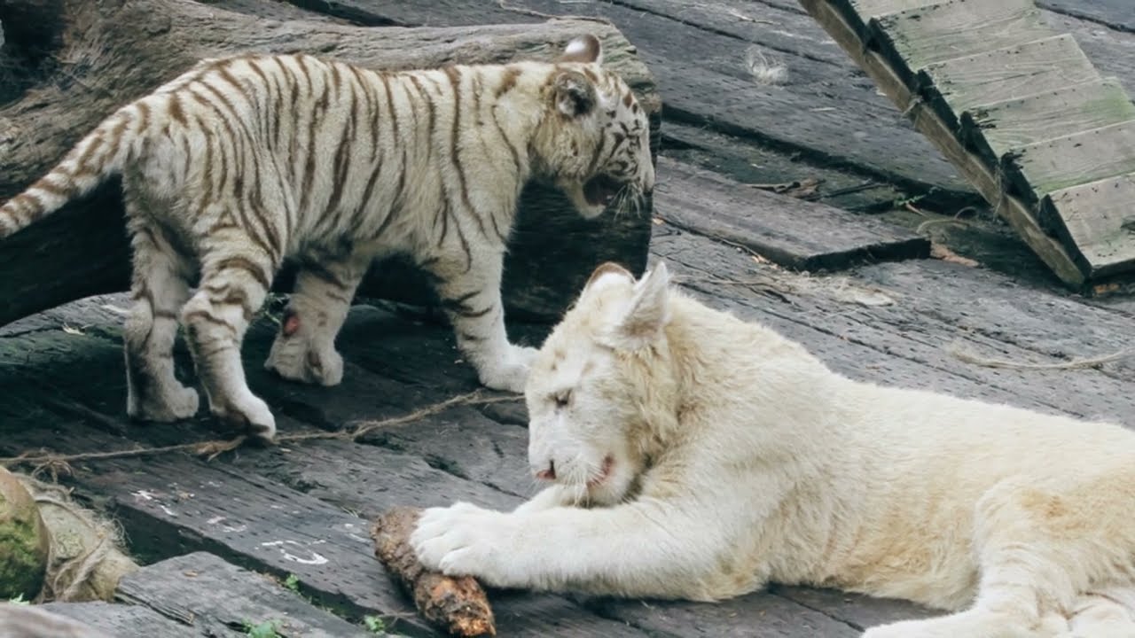 The Tiger Trade Exposed
