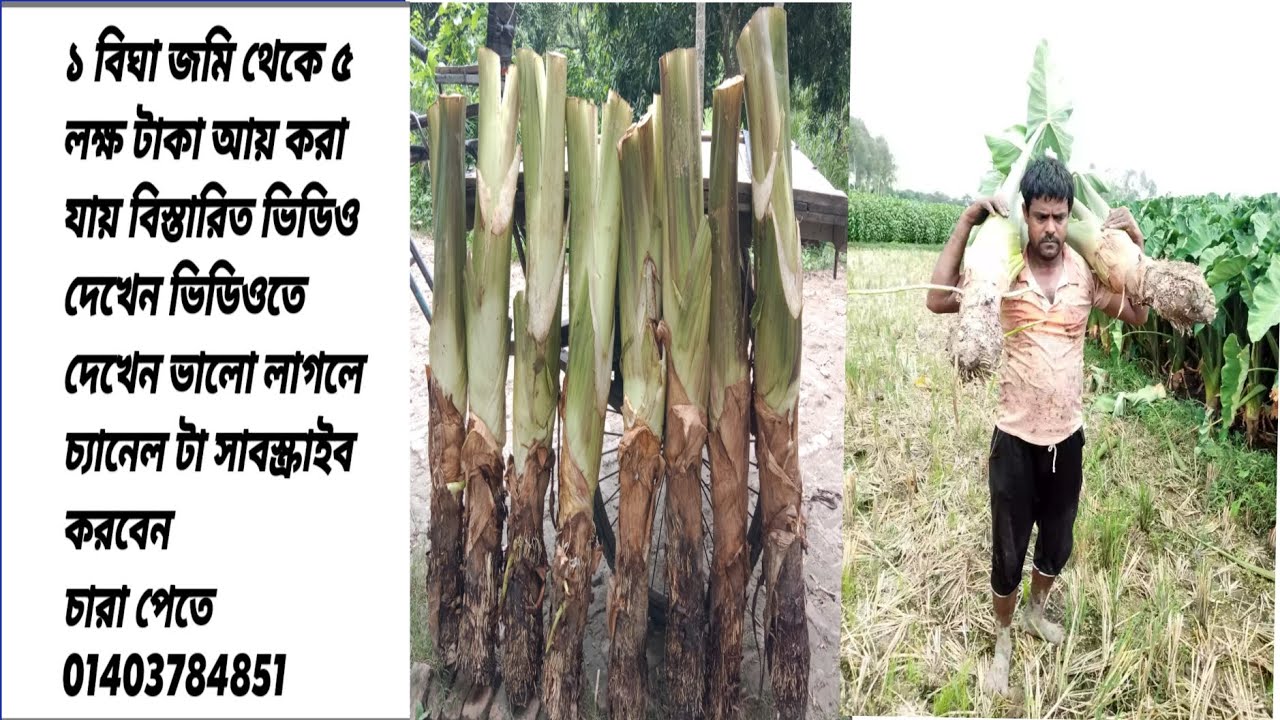 নাটোরে বোম্বাই কালো কচু  কচু চাষ পদ্ধতি