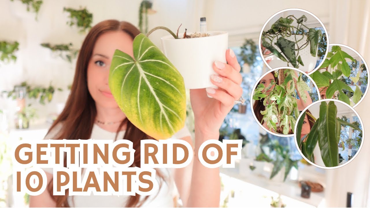 decluttering my plant collection🌿 Saying Goodbye to Plants I No Longer Enjoy