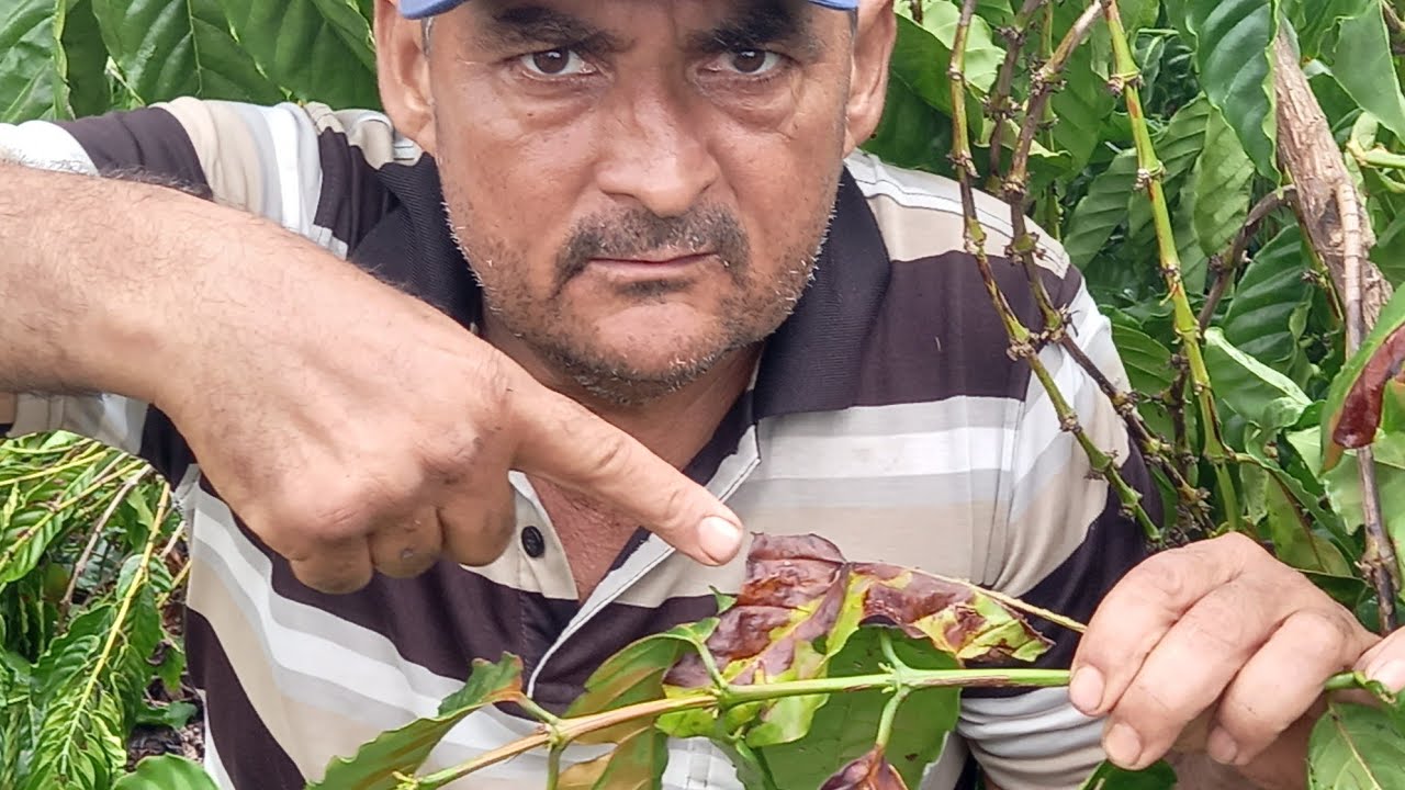COMO ACABA COM BICHO MINEIRO, esti e os produtos (SIVANTO),(Aureo)