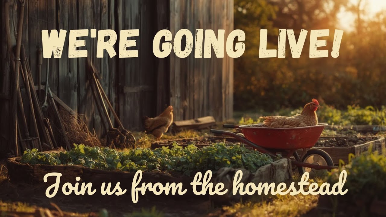 The Denman's Are Going Live! 6pm CST