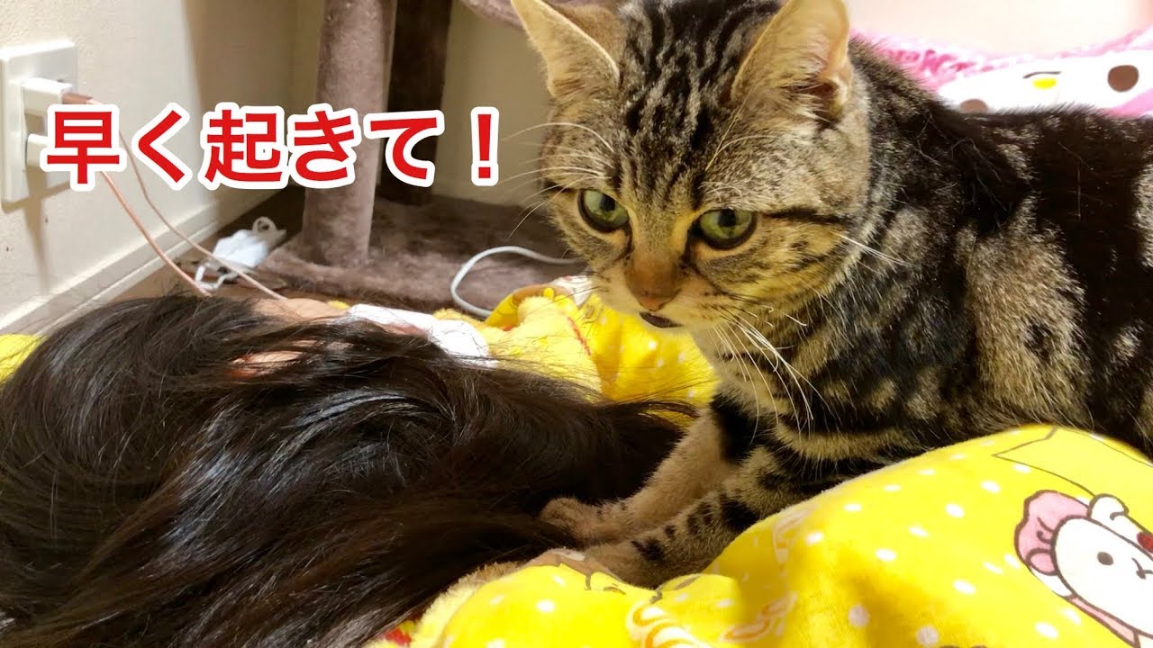 早朝にもかかわらず朝ご飯を催促しに来てしまった猫