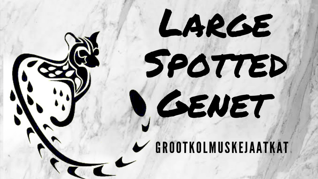 Large spotted Genet