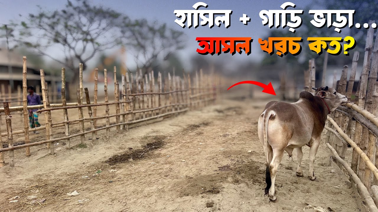 আরিচা হাটে শেষ মুহূর্তের জমজমাট ডিল! | মানিকগঞ্জ লাইভ দরদাম | Bangladesh Cattle Market