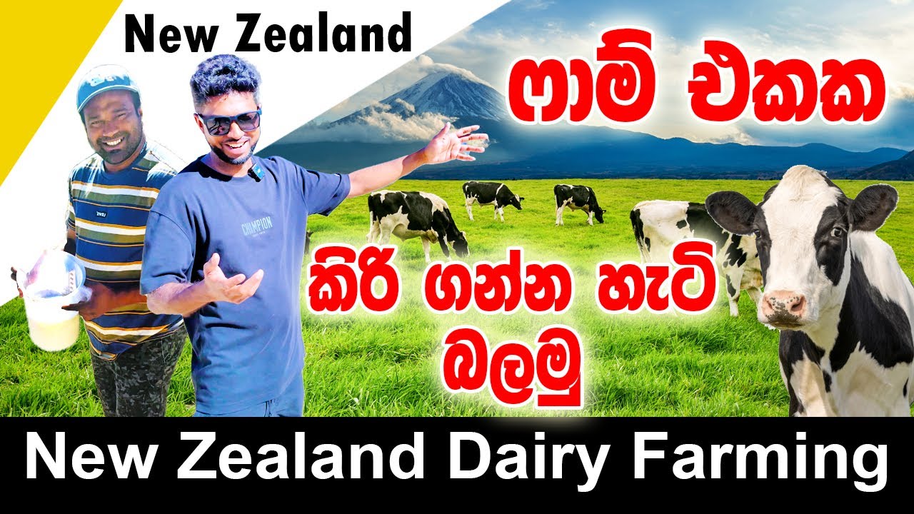 Dairy farm in New Zealand| ෆාම් එකෙන් කිරි ගන්න හැටි| Sinhala Vlog | Dairy Farming Experience in NZ