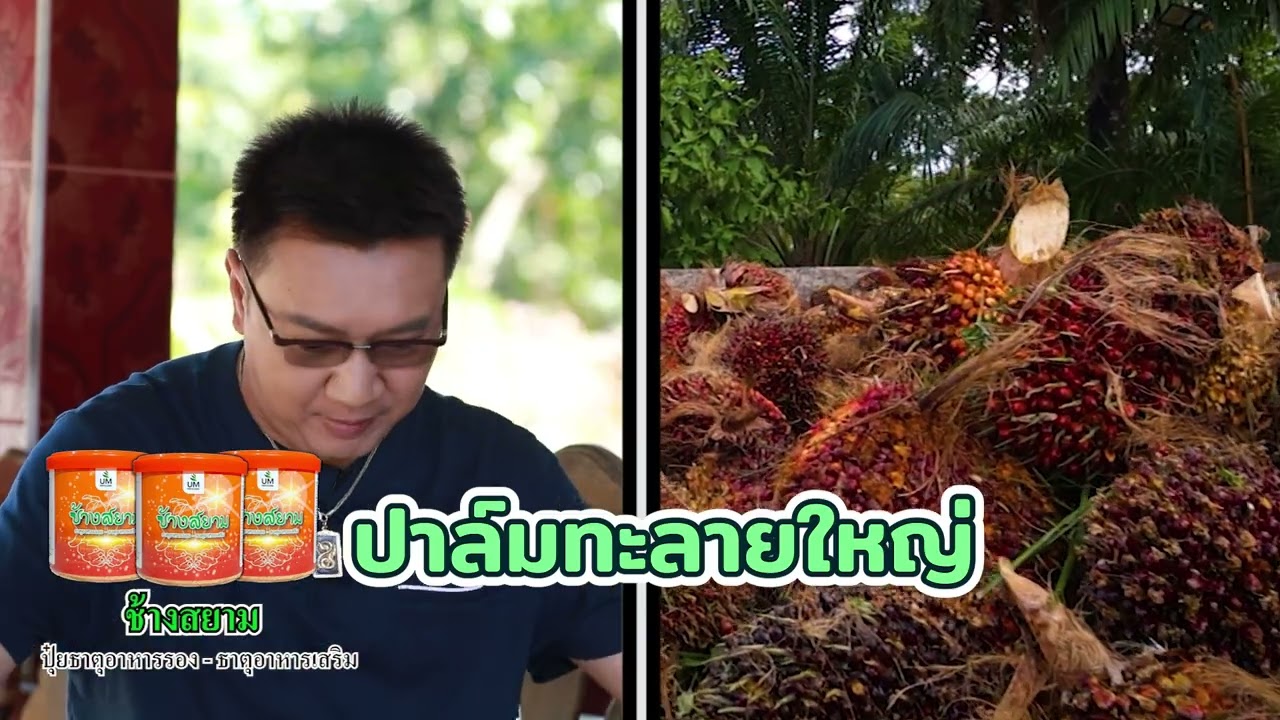 เรื่องของผม (ช้างสยาม) EP.158 ณิตญาพร สวนปาล์ม จ.ชุมพร