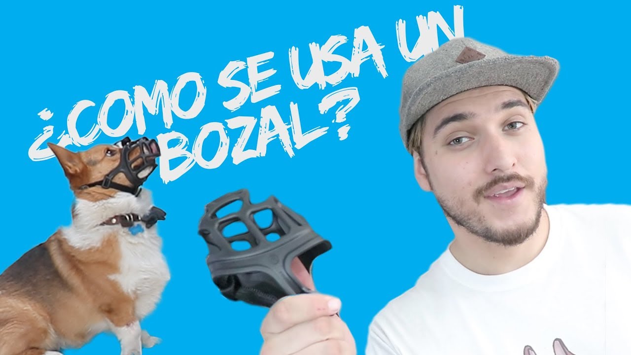¿Como se usa el bozal?