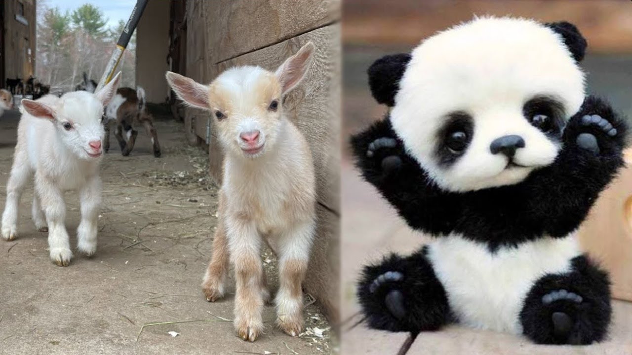 Los Animales Beb&eacute;s M&aacute;s Lindos del Mundo que te Sacar&aacute;n una Sonrisa