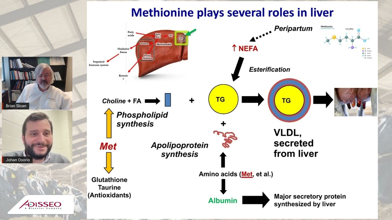 How methionine improves transition health