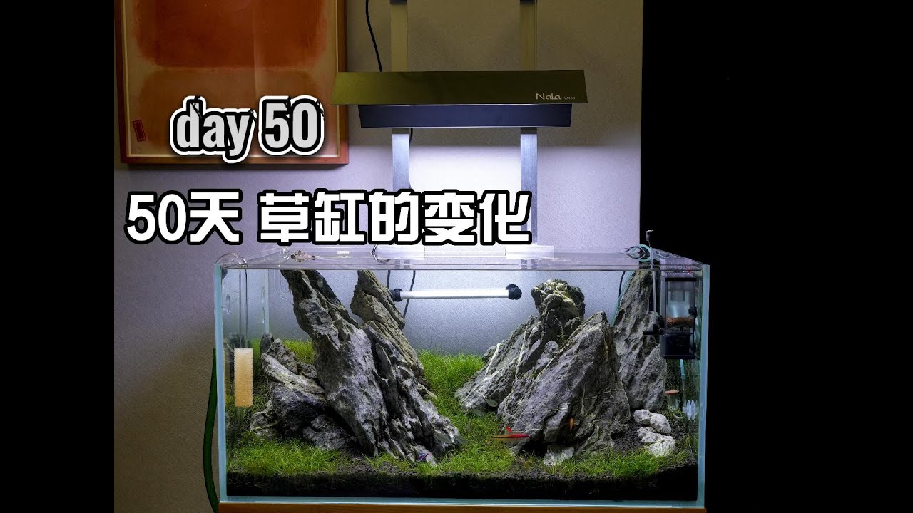 80cm  tank