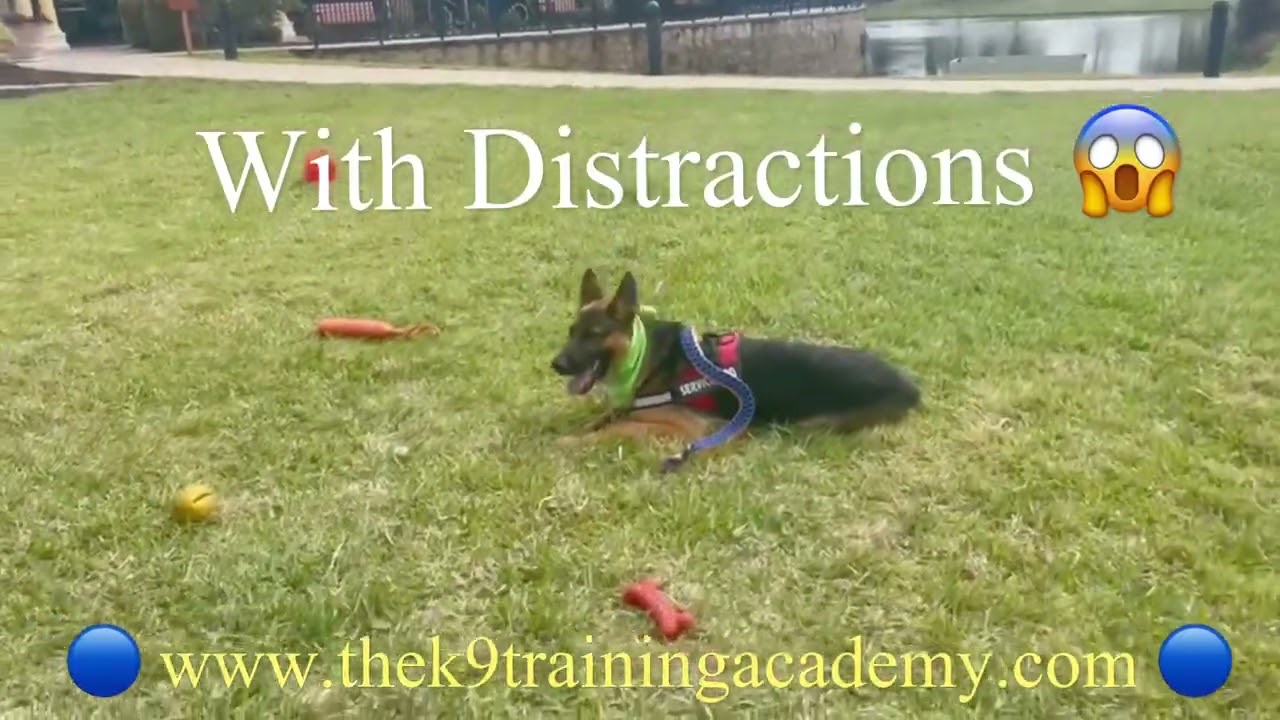 Luna the German Shepherd in Advanced Obedience Training at The K9 Training Academy Orlando Florida