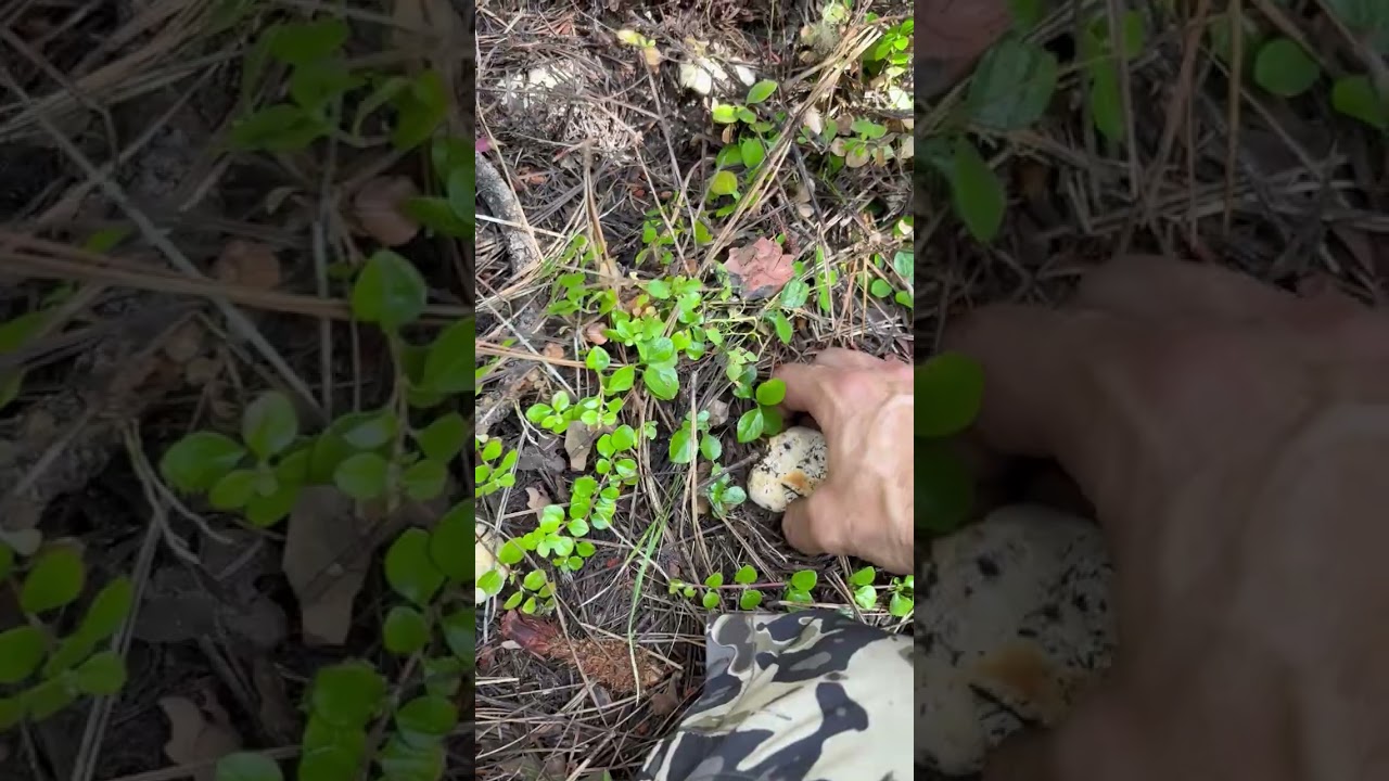Idaho’s white chanterelle’s one after another