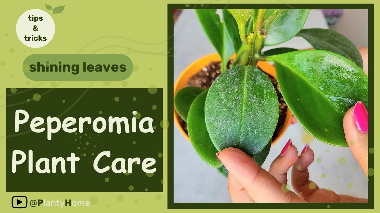 Peperomia Perfection: A Beginner's Guide to Plant Care | Tips and Tricks | satisfying video