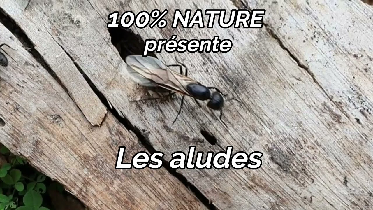 Les aludes, appâts des pièges à grives et petits oiseaux
