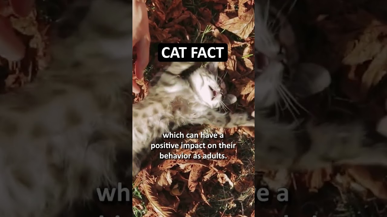 Happy cats start with... #catfacts #felinefacts #kittens