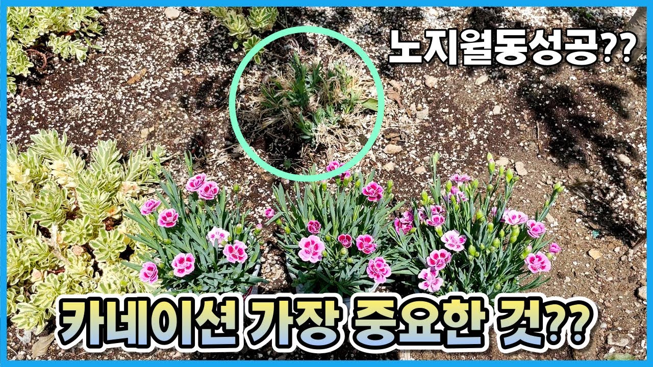 카네이션 이것 없으면 금방 죽어요... 카네이션 키우기 ver.2022