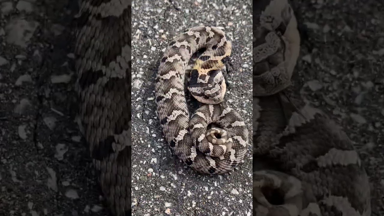 Snakes 101: If you help 