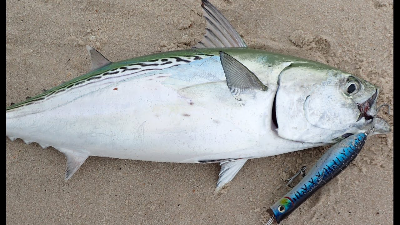 Surfcasting Slam - Bass, Blue, False Albacore