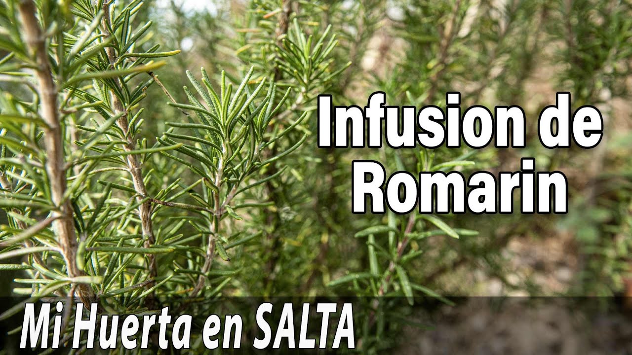 Infusion de Romarin - de la cueillette &agrave; la tasse