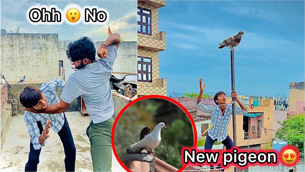2 Kabutar Bhag Gaye 😑 || Kabootar k liye hogya Phadda 😡