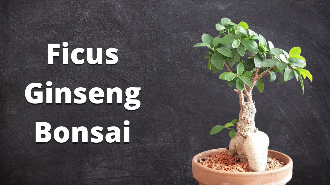Working On Ficus Ginseng Bonsai - Winter Preparations