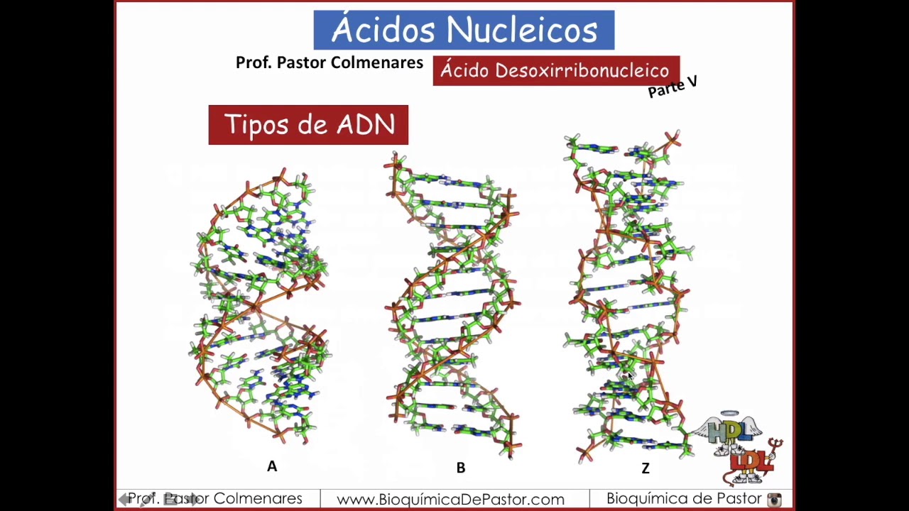 Tipos de ADN | Ácidos Nucleicos Parte VIII