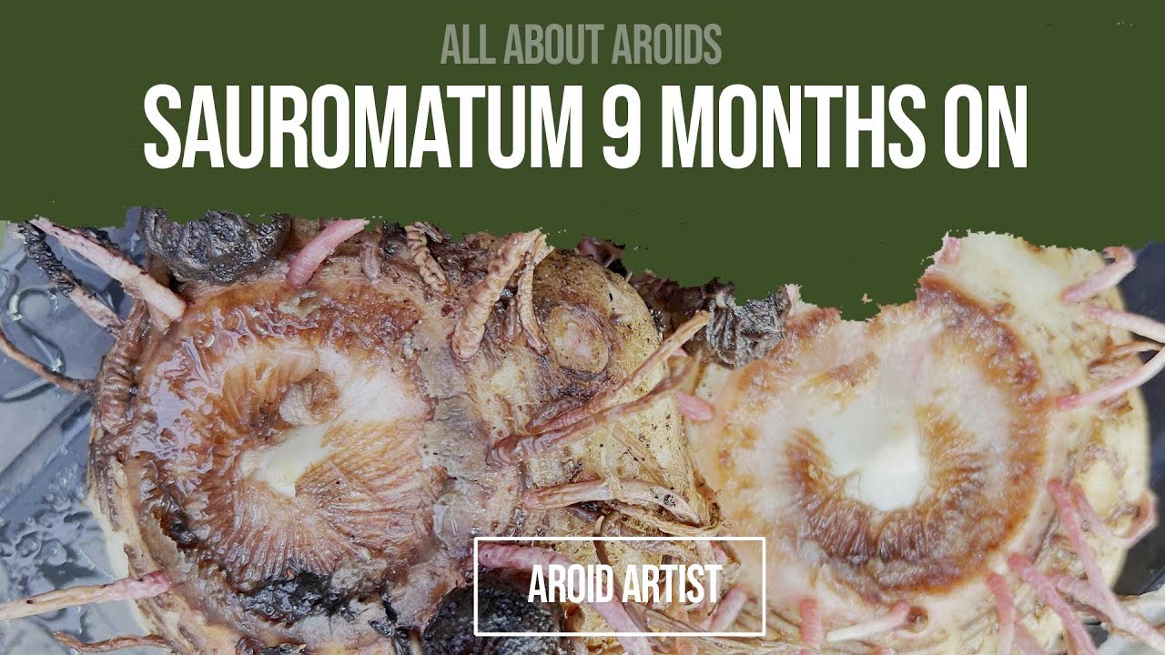 Sauromatum venosum - 9 months on - An update of Ruperts progress and info about senescence in Aroids