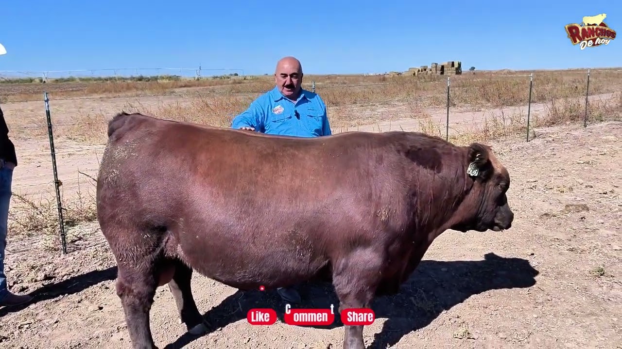 Angus 2 Polo Rocha y Ranchos de Hoy en Chihuahua con Juan Wiebe en Angus La Perla Blanca 